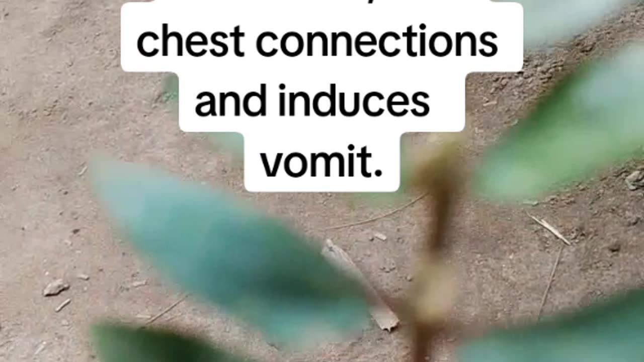Benefits of Asthma Plant.