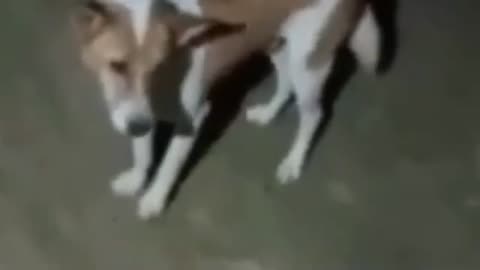 Dog was dancing check it out😱😱