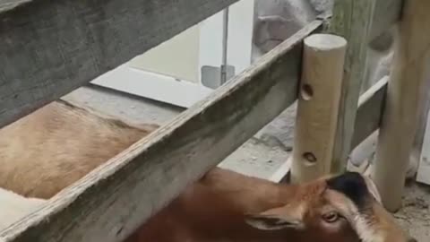 hey baby let me eat