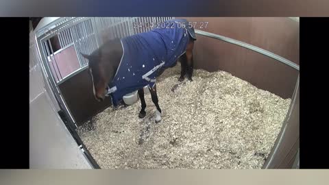 Security Cam Catches Clever Horse Removing Blanket