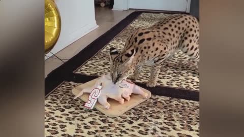Cat reaction to owner playing with food