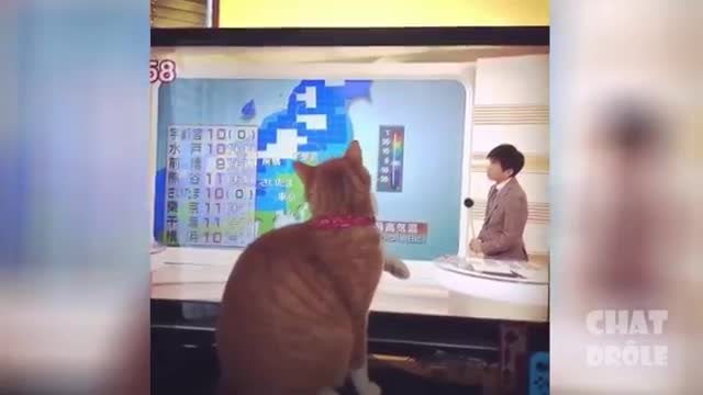 Laugh at these Funny Pets Video