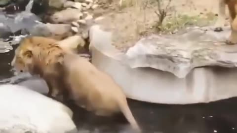 New Two Lion animal Fanny Video FUNNY
