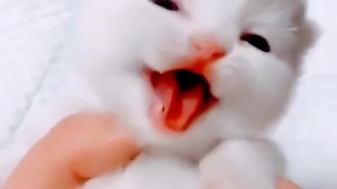 Cute cat-baby touching voice #cutecay #pats