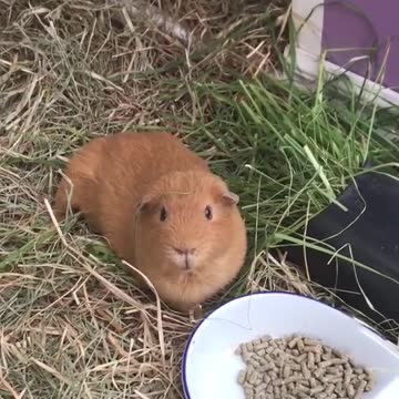 Guinea Pig Stare