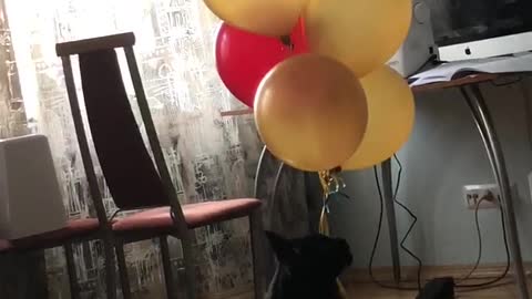 Maine Coon plays with balloons