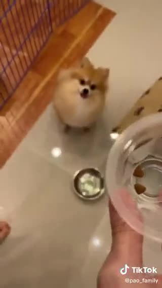 Peeved Pom