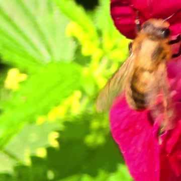 A bumblebee in slow motion / beautiful bumblebee flies away in slow motion.