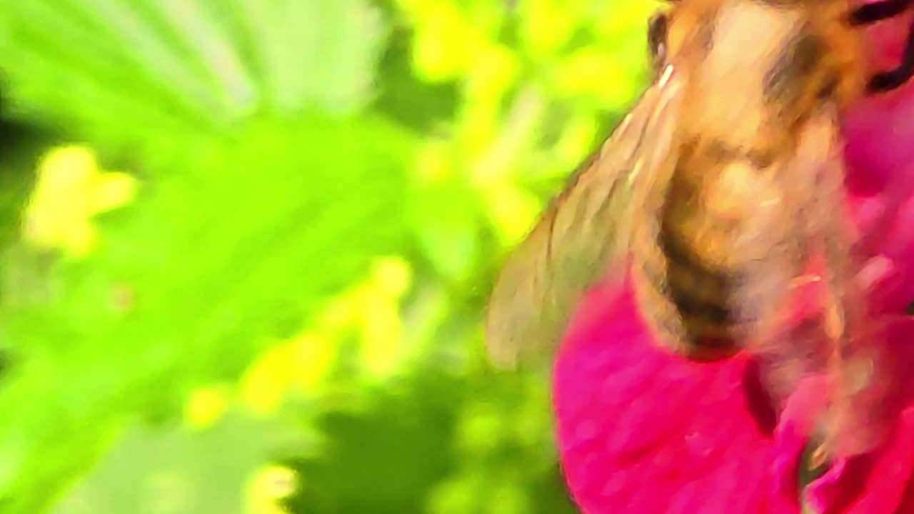 A bumblebee in slow motion / beautiful bumblebee flies away in slow motion.