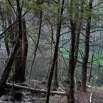 Beaver damn vs tanerite