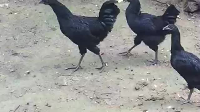 Kadaknath black chicken farming