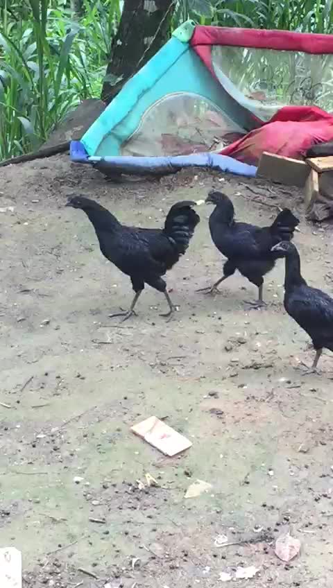 Kadaknath black chicken farming