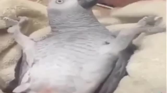 Parrot talking Arabic hilarious 😆