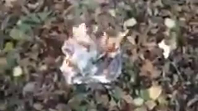 In one instance 700 Trump ballots burned. 2020 presidential election