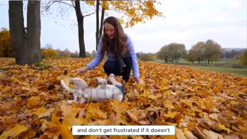 5 Easy Tricks You Can Teach Your Dog At Home