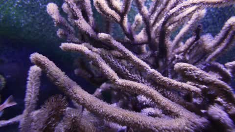 A background view of an exotic saltwater fish tank. Shot in slow motion