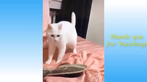 The cat dance on the hiphop