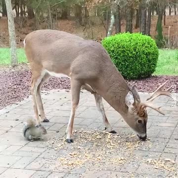 This Woman is a Deer Whisperer. 😍🦌 #DeerWhisperer