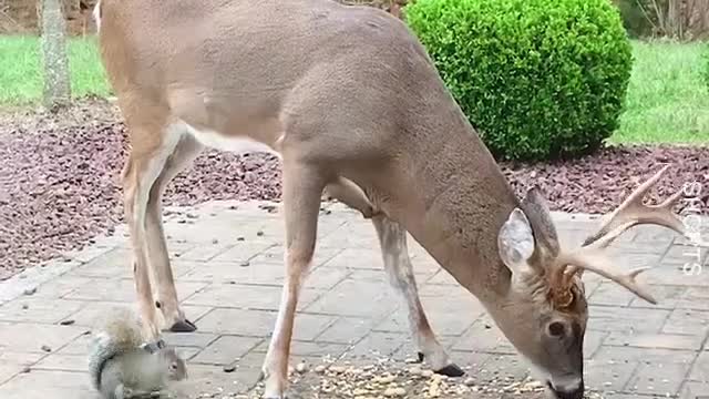 This Woman is a Deer Whisperer. 😍🦌 #DeerWhisperer