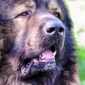 Top 10 Most Dangerous Dog Breeds in the World Part 1