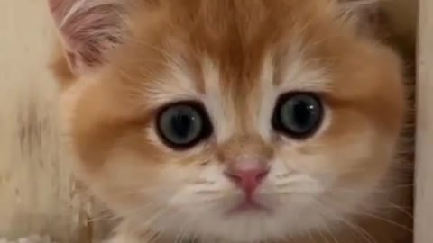 Catsloves1st such à cutie🥰🥰