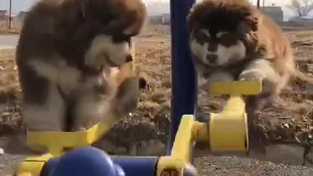 Cute dogs swing funny videoview