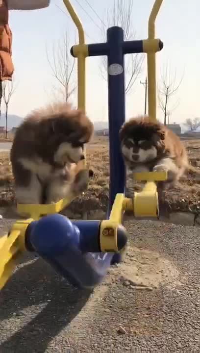 Cute dogs swing funny videoview