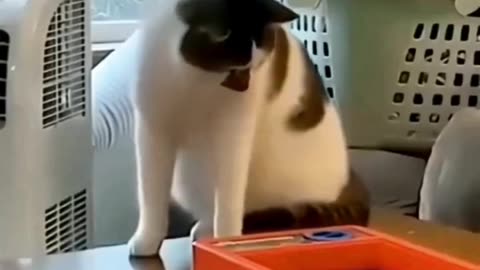 cat funny video