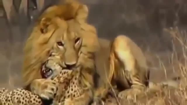 Lion vs cheetah real fight to death animals l documentary 2022.