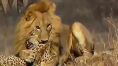 Lion vs cheetah real fight to death animals l documentary 2022.