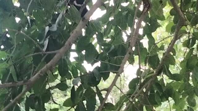 Crow Bird 🐦 Noise Video By Kingdom of Awais