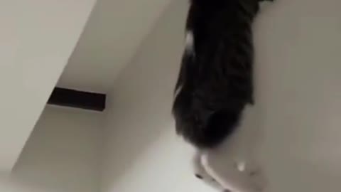 Spider cat crawling on the wall