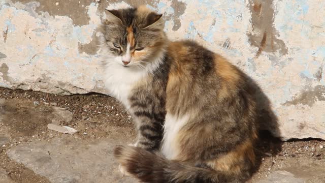 A Cat Sat In The Sun