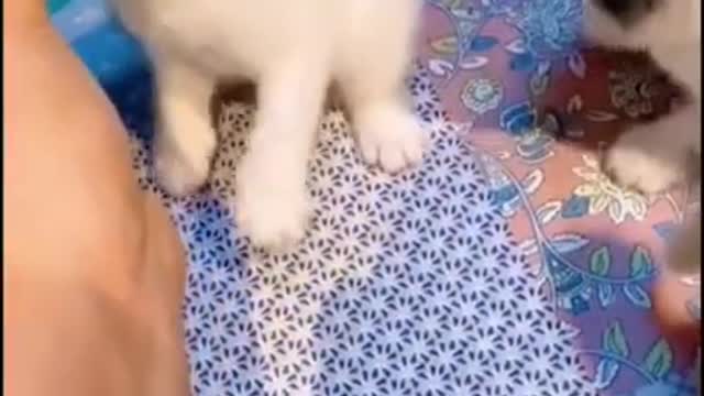 A cute kitten chases his brothers and sisters during his bottle feeding