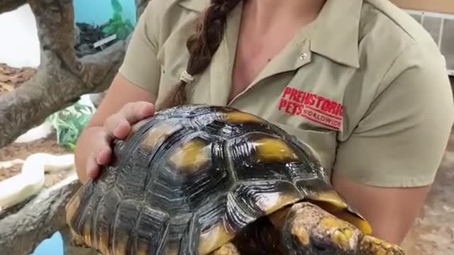 🐢🐢This is a turtle that you don't see every day