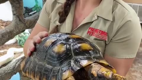 🐢🐢This is a turtle that you don't see every day