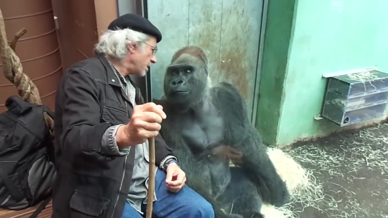 Gorilla Silverback Roututu meets his friend