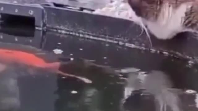 cat and fish together #shorts