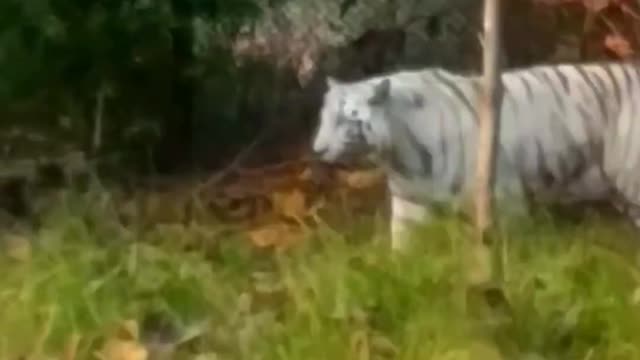 🐯 tiger