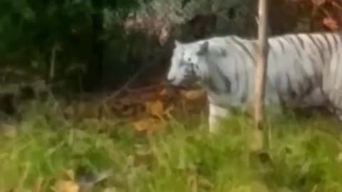 🐯 tiger