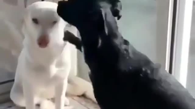 Dog hugs another dog