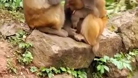 🐒 Cute Baby Monkey🐵 #16