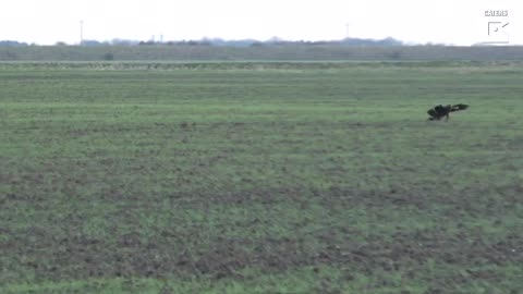 Spectacular Escape: Hare Jumps to Evade Eagle Attack 🐇🦅