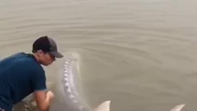 😳😳🦈