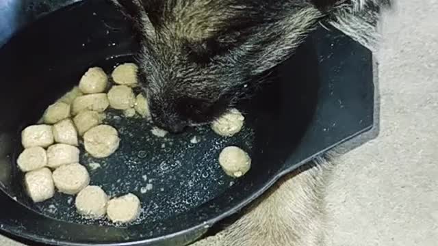 3weeks old german shepherd start eating dog food