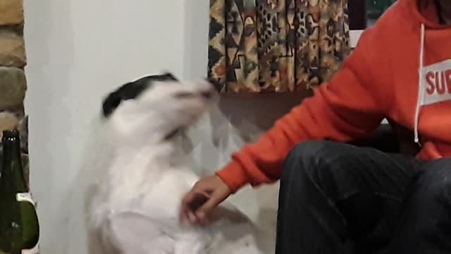 Jazz get a treat