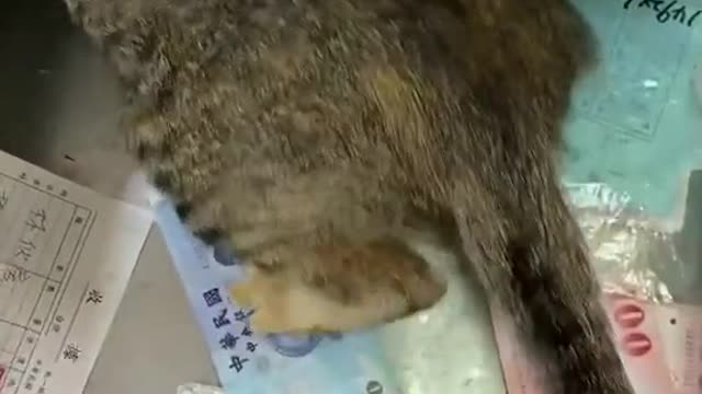 Here comes a lucky cat 🐱😂😂