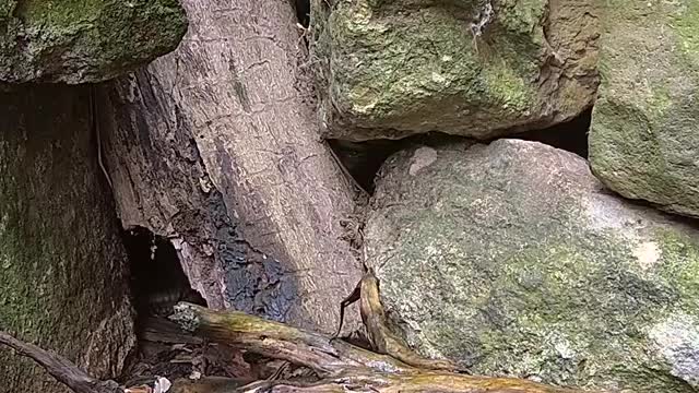 Tiny Perfect Creature Is A Baby Stoat