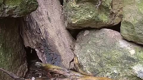 Tiny Perfect Creature Is A Baby Stoat