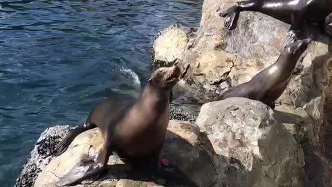 Sea Lion barking crazy wants that food